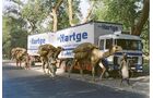 Kamele als alternatives Transportmittel